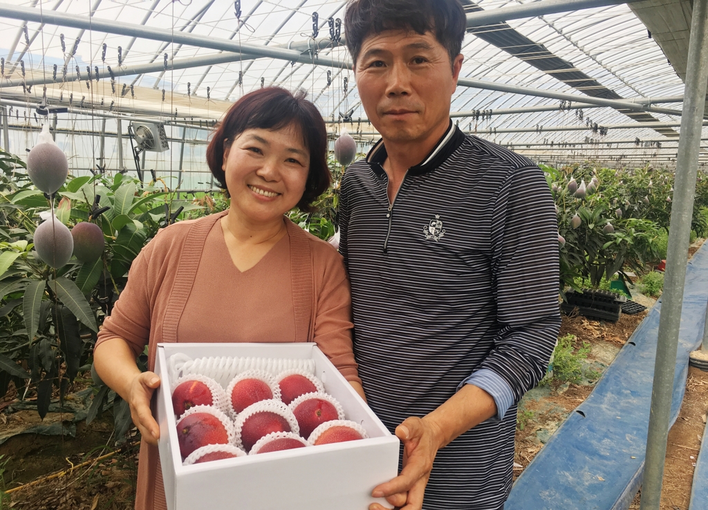 곡성에서 재배한 애플망고