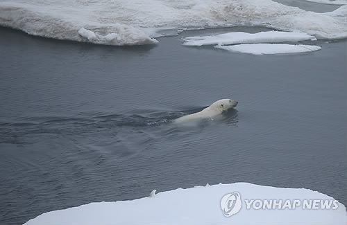 북극해 물살 가르는 북극곰