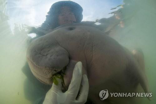 보호구역 관계자가 주는 해초를 먹고 있는 '아기 듀공' 마리암
