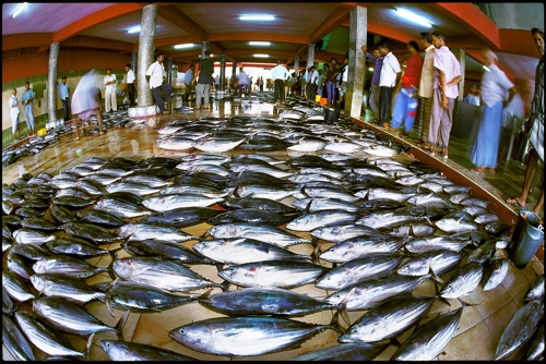 [세계의 시장] 몰디브 말레 수산시장