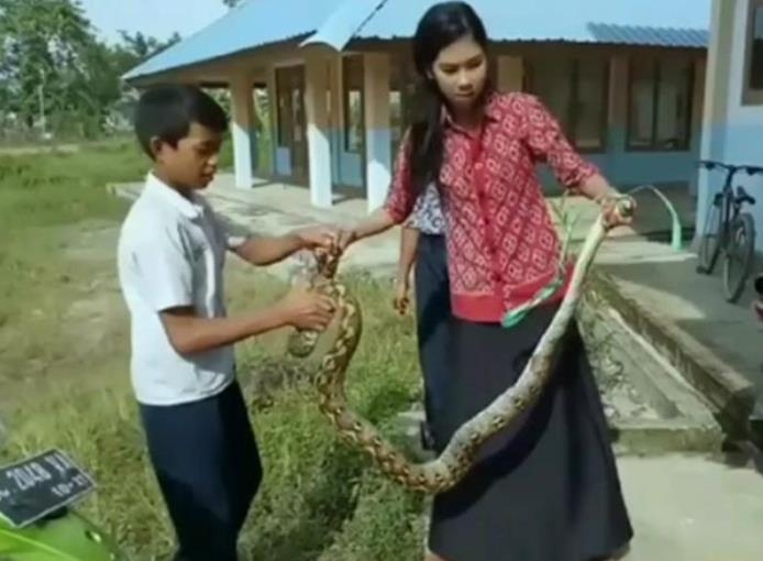 맨손으로 2.7m 뱀 잡은 인도네시아 교사