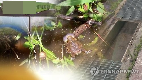 맹꽁이