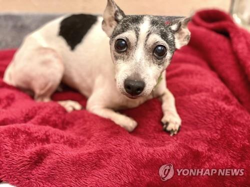 12년만에 1천800㎞ 떨어진 곳에서 보호자를 만난 반려견 '더치스'