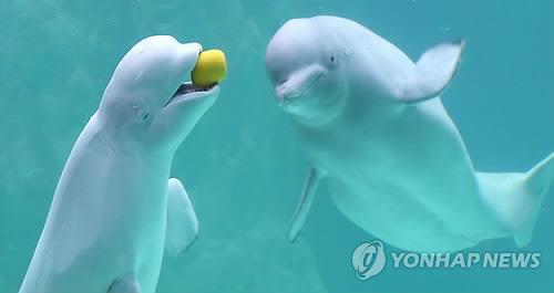 벨루가