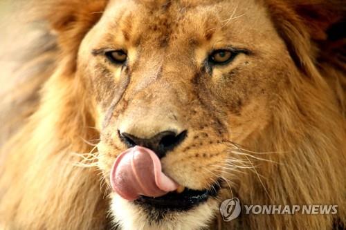 동물원 사자