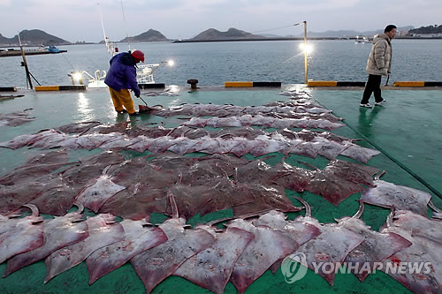 전남 흑산도 항구 홍어