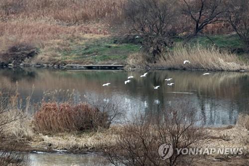 '도심 속 생태 보고' 황룡강 장록습지