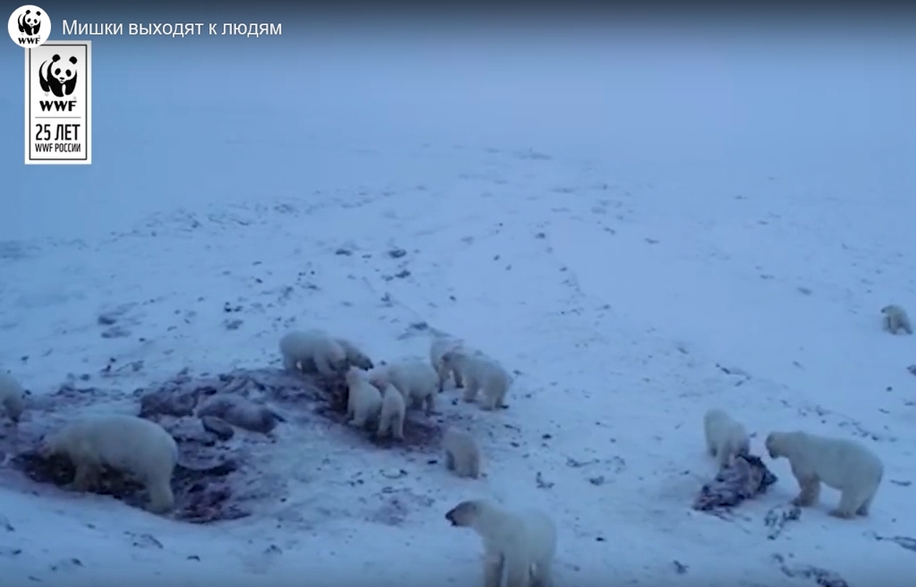 마을 주변에 모인 북극곰들의 모습.