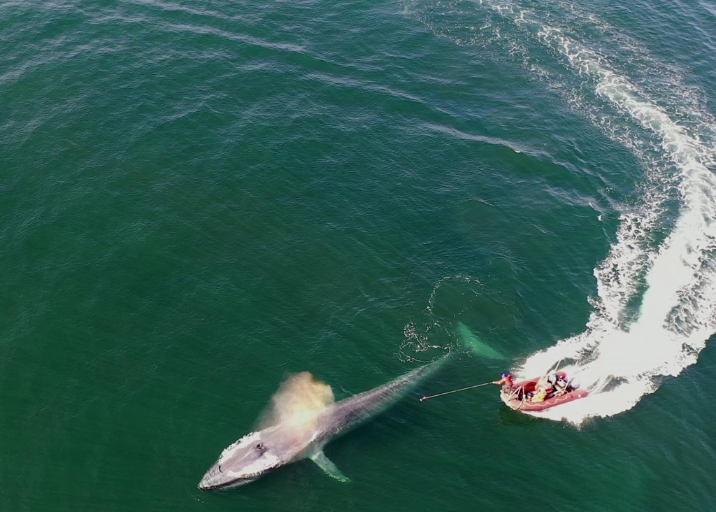 지구에서 가장 큰 동물인 대왕고래에게 접근해 다중센서를 부착하는 장면 