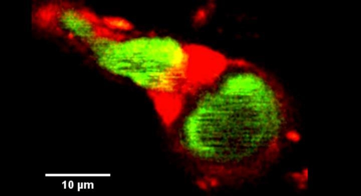 혈류(녹색)를 조절하는 생쥐 모세혈관 괄약근(적색)의 이광자 현미경 영상