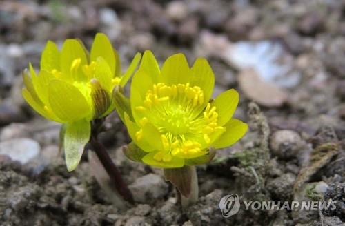 봄소식 전하는 강원 춘천시 도립화목원의 복수초
