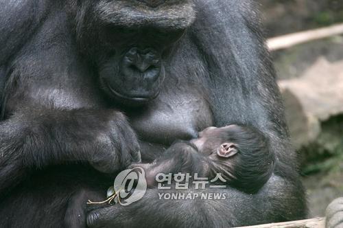 독일 동물원의 고릴라