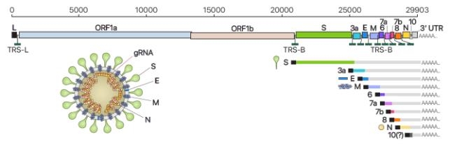 사스 코로나바이러스-2의 유전체 RNA와 하위 유전체 RNA 모식도
