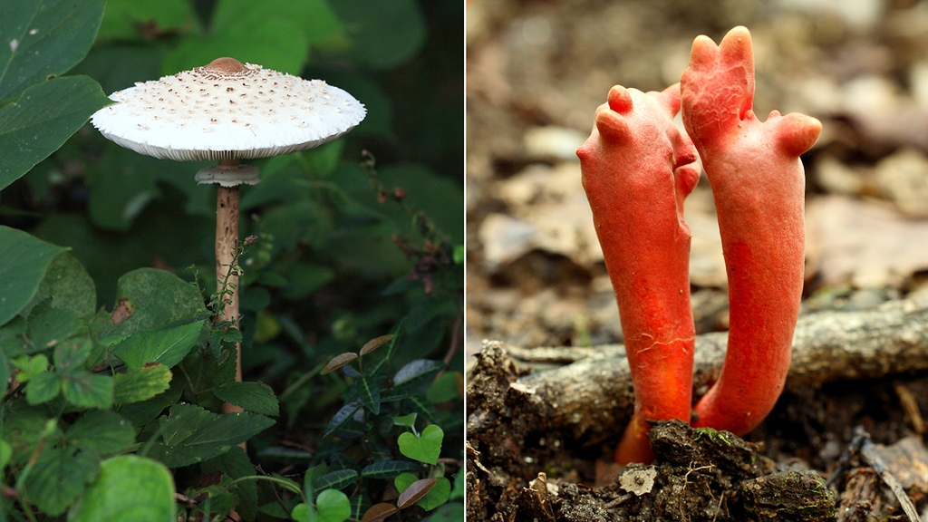 큰갓버섯(왼쪽)과 붉은사슴뿔버섯