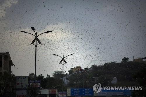 5월 10일 인도 서부 라자스탄의 아지메르 지역 상공을 뒤덮은 메뚜기떼. [AP=연합뉴스]