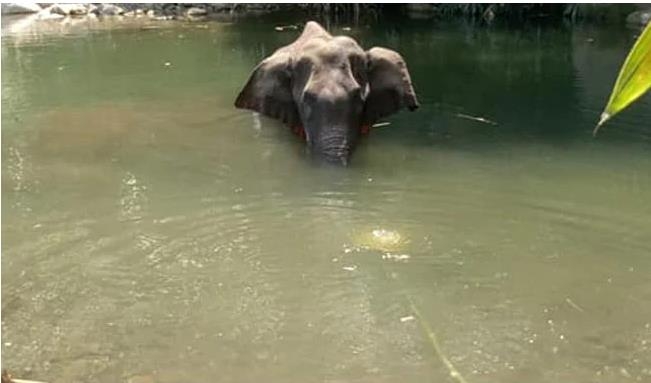 입에서 터진 폭죽으로 인한 후유증으로 죽음을 맞은 인도 케랄라의 코끼리. [SNS 캡처]