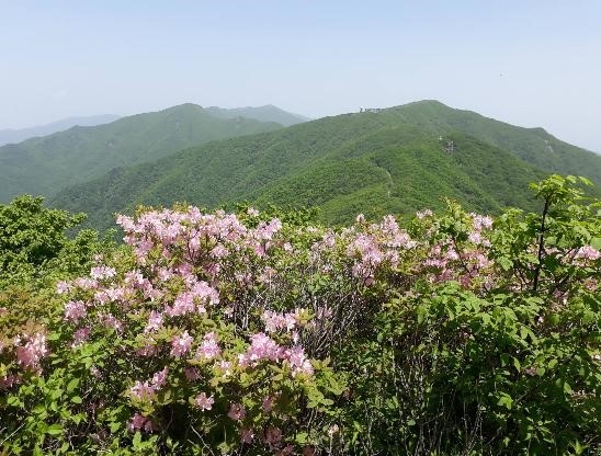 만개한 소백산 철쭉