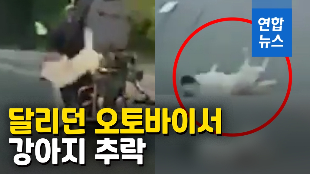 [영상] '추락 후에도 주인 품으로'…달리던 오토바이서 강아지 추락 - 2