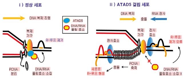 ATAD5 단백질이 없는 세포에서의 DNA 이상 구조 형성 모식도