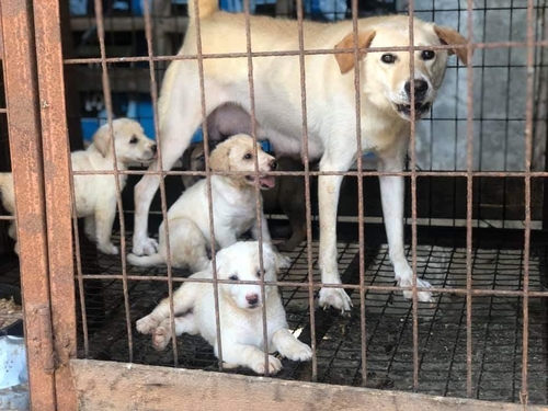 동물권단체 케어가 구조한 계양산 개 농장의 개들
