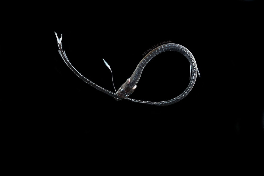 '퍼시픽 블랙드래건'(Idiacanthus antrostomus)