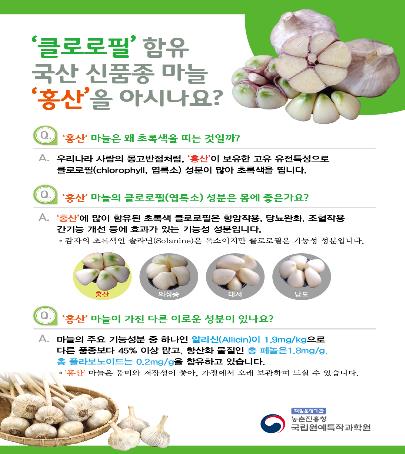 국산 신품종 마늘 '홍산'