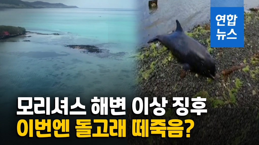 [영상] 모리셔스 돌고래 떼죽음…'일본선박 기름유출' 때문? - 2