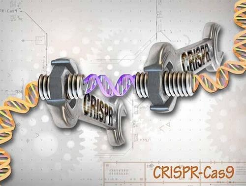 CHRISPER-Cas9 유전자 편집 가위 