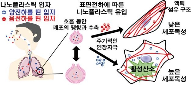 초미세 플라스틱 폐 손상 원리 규명도