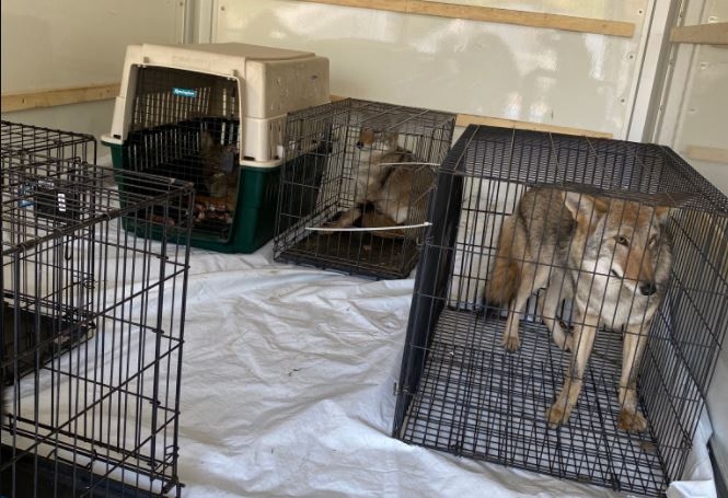 미국 미시간주 '하울링 팀버스 동물 보호소'에서 사육된 '늑대개' 등 동물들.