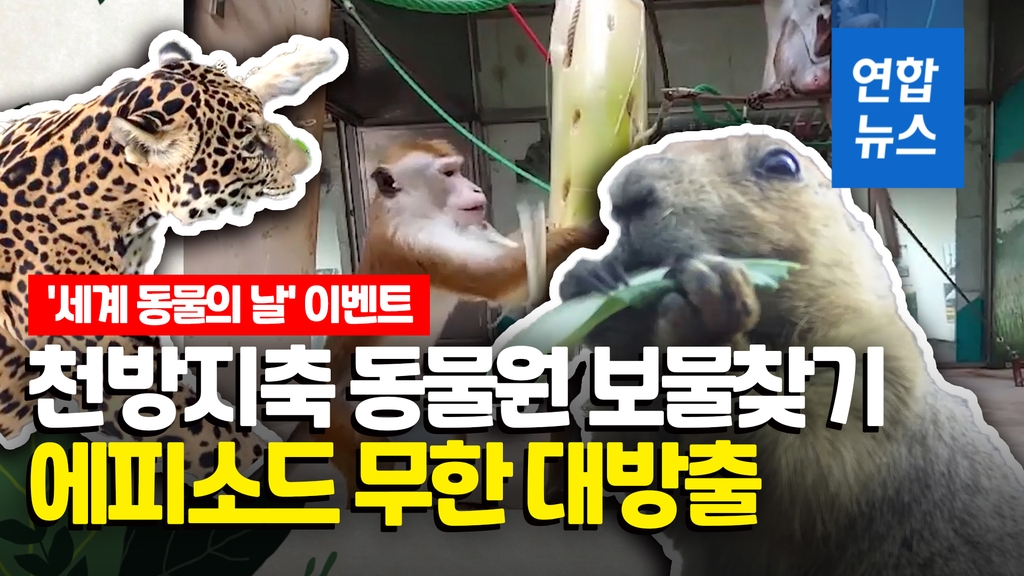 [영상] 호랑이는 '둥절' 원숭이는 '앙탈'…동물원 보물찾기 대잔치 - 2