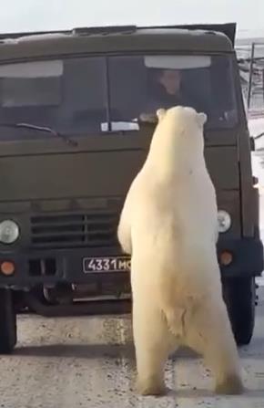 트럭 인근에 선 북극곰의 모습.
