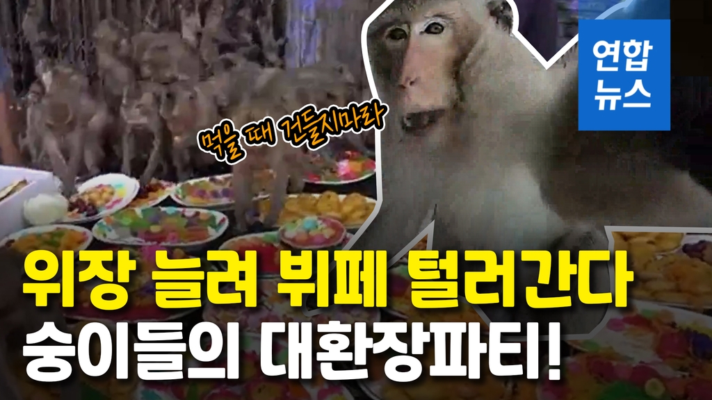 [영상] 오늘은 뷔~~페 먹는 날!…'뷔페 호식' 즐기는 태국 원숭이 - 2