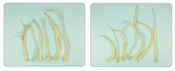 국산 깐도라지(왼쪽)와 중국산 깐도라지