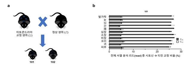 교정된 미토콘드리아 DNA의 자손 세대 전달