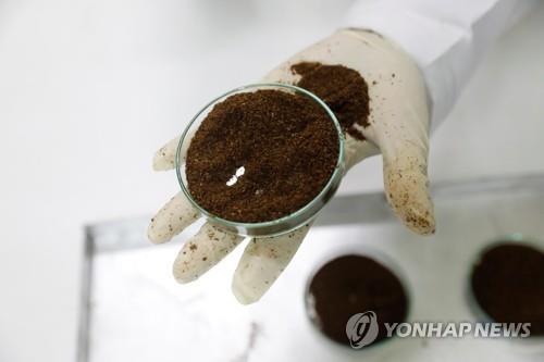 메뚜기로 단백질 생산 실험 모습