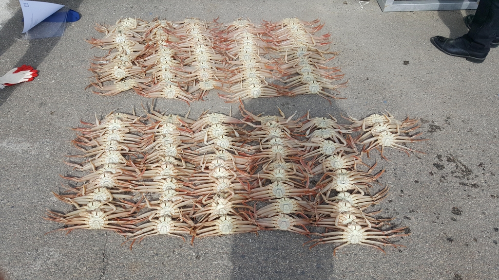어린 대게