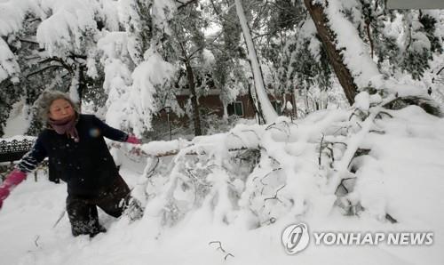 (강릉=연합뉴스) 이해용 기자 = 강원 산간 지역에 폭설이 내린 2일 오후 강릉시 왕산면의 한 주민이 밤사이 폭설에 부러진 소나무 가지를 살펴보고 있다. 2021.3.2