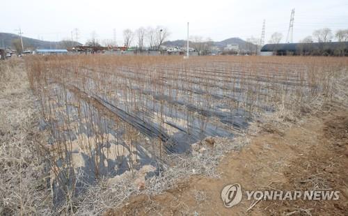 묘목 심어진 LH 직원 투기 의혹 토지