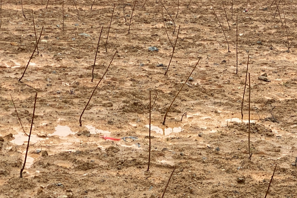막대기 꽂은 듯…개발 예정지의 묘목밭