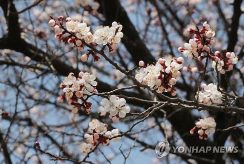 청주 무심천의 벚꽃