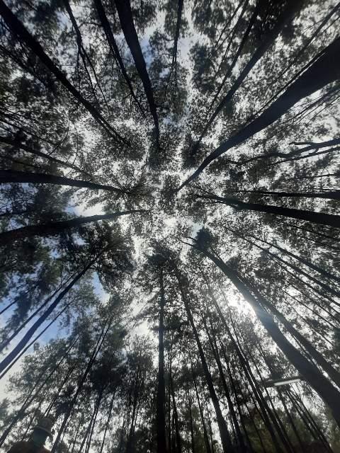 키 큰 소나무 숲을 아래에서 찍은 사진