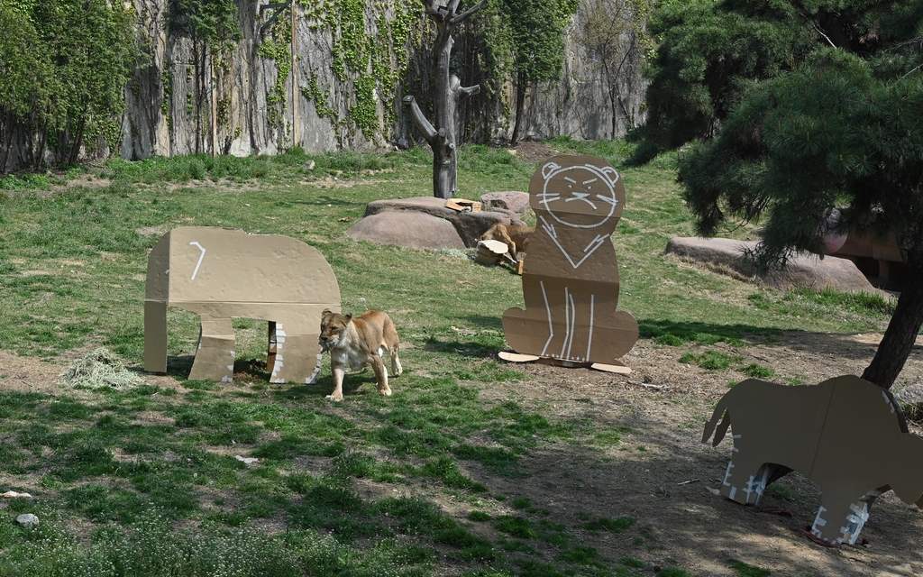 사자 놀이도구로 재활용된 LG전자 제품 포장상자