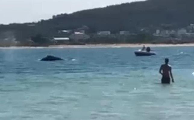 브라질 남부 해수욕장에 나타난 대형 고래