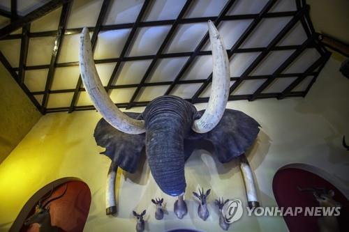 2018년 짐바브웨에 전시중인 코끼리 머리 트로피