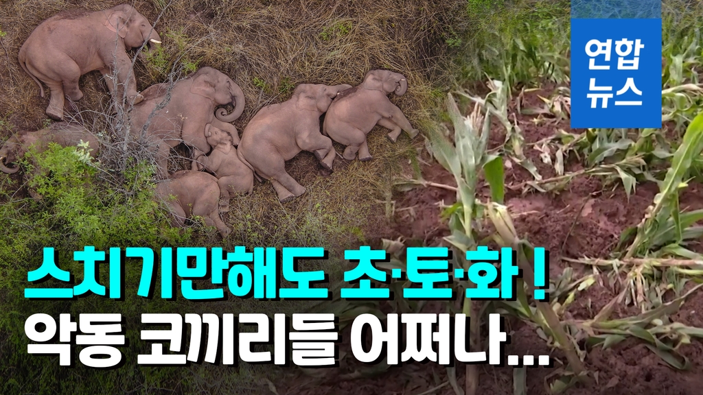 [영상] 옥수수밭 절단내고…중국 '민폐' 코끼리떼 골머리 - 2
