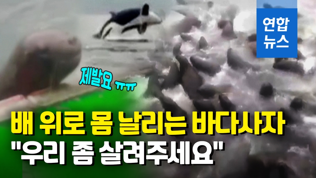 [영상] 제발 배에 태워줘요!…범고래 공격에 바다사자떼 '패닉' - 2