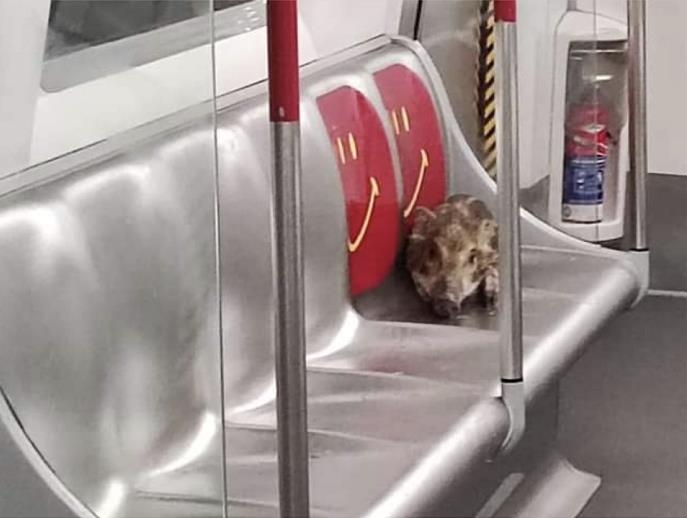 홍콩 전철 타고 바다 건넌 새끼 멧돼지