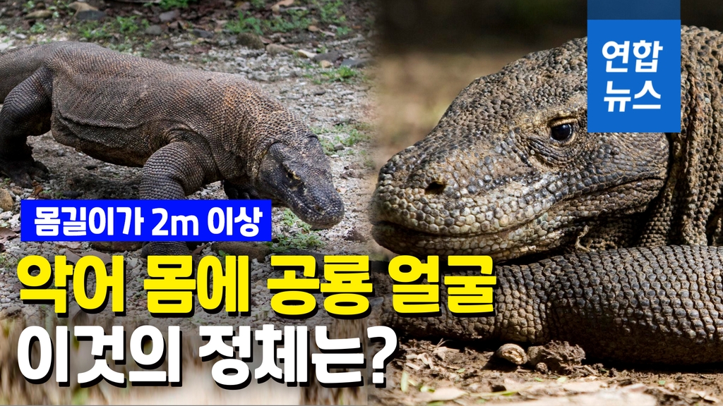 [영상] 코로나로 개체수 증가한 '공룡의 후예'…발리 잇는 관광지 되나 - 2