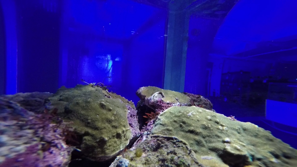 실내 수조에 있는 그물코돌산호